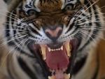 Watch 20 Animals That Will Kill You Movies123