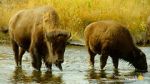 Watch The Last Buffalo Movies123