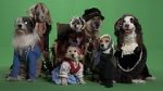 Watch Heidi 4 Paws Movies123