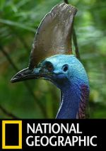 Watch Dino Bird Movies123