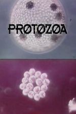 Watch Protozoa Movies123