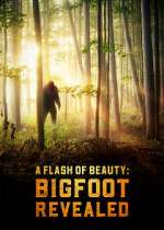Watch A Flash of Beauty: Bigfoot Revealed Movies123