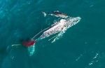 Watch Shark vs. Whale Movies123